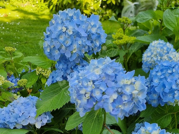 HORTENSIA 'Semperflorens' cultivé enbleu