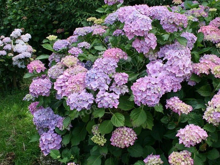 HORTENSIA 'Europa' bleu