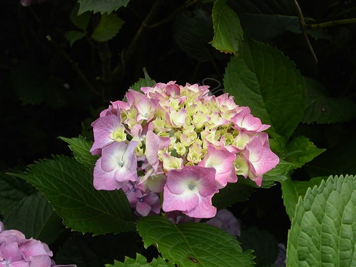 HORTENSIA 'Europa' bleu