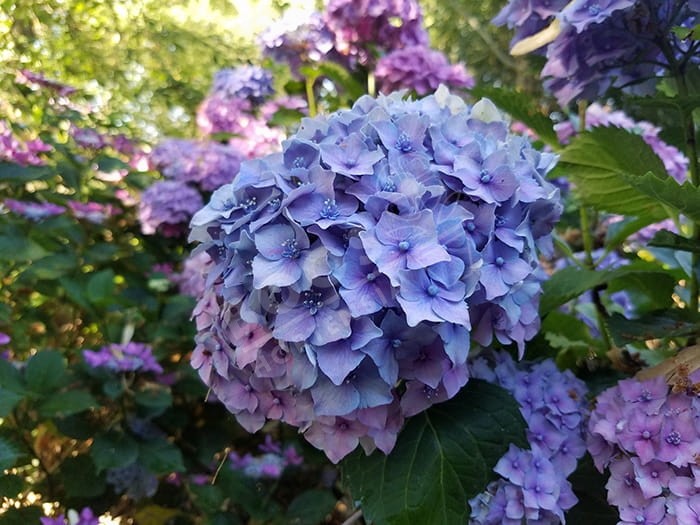 HORTENSIA 'Europa' bleu