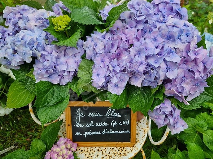 HORTENSIA 'Europa' bleu