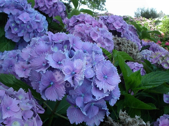 HORTENSIA 'Europa' bleu