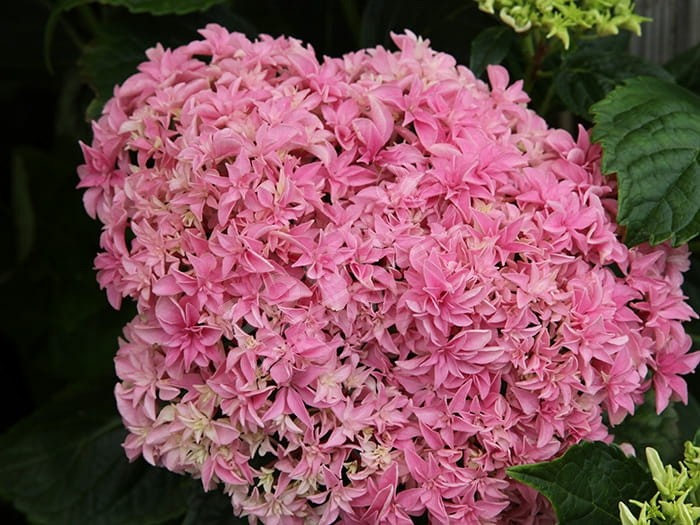 HORTENSIA You&Me® 'Inspire'