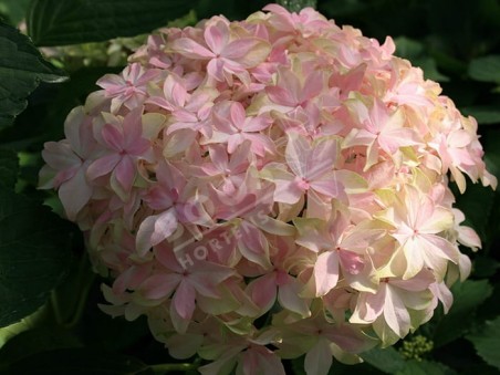 HORTENSIA You&Me® 'Inspire'