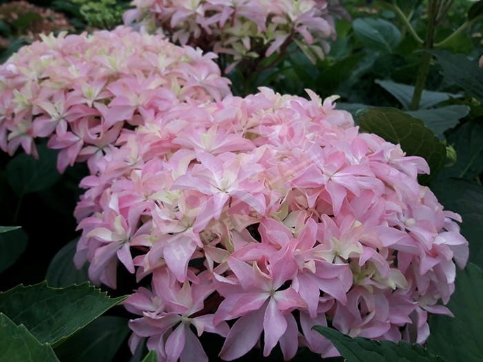 HORTENSIA You&Me® 'Inspire'