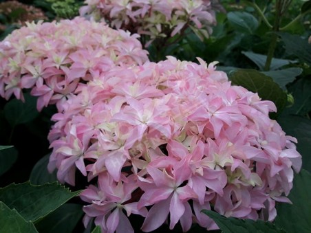 HORTENSIA You&Me® 'Inspire'