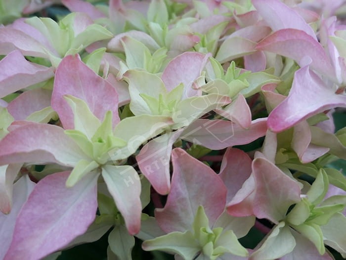 HORTENSIA You&Me® 'Inspire'