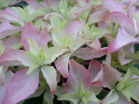 HORTENSIA You&Me® 'Inspire'