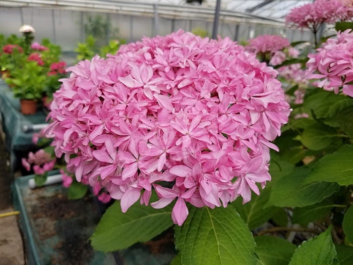 HORTENSIA You&Me® 'Inspire'