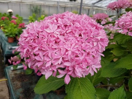 HORTENSIA You&Me® 'Inspire'