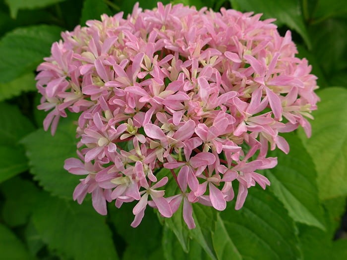 HORTENSIA You&Me® 'Inspire'