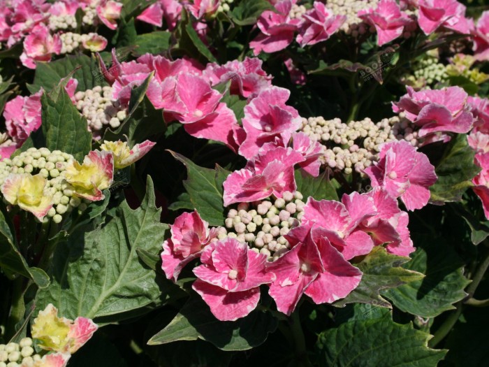 Hortensia SO LONG® 'Starlit Sky'