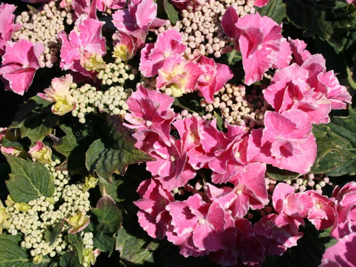 Hortensia SO LONG® 'Starlit Sky'