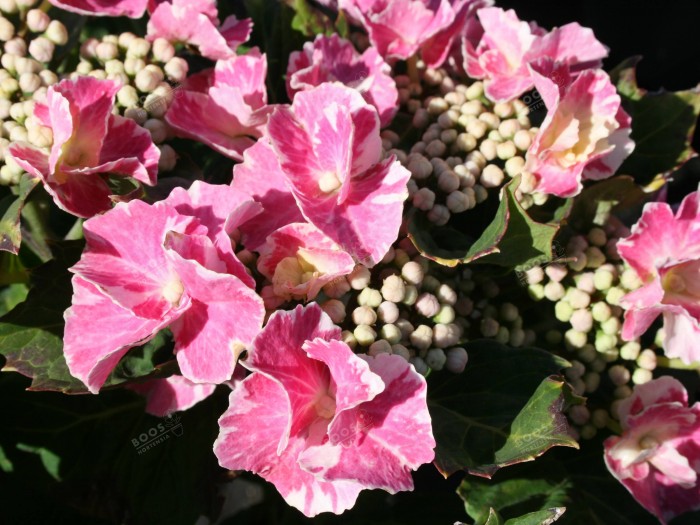 Hortensia SO LONG® 'Starlit Sky'