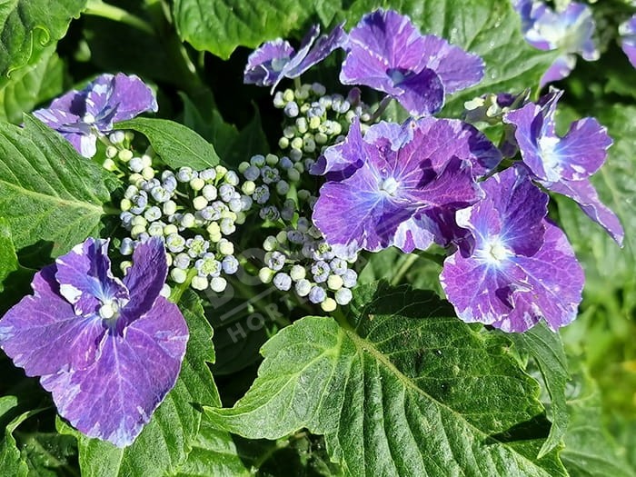 Hortensia SO LONG® 'Starlit Sky'