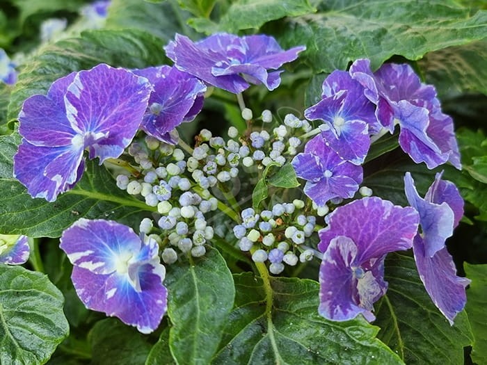 Hortensia SO LONG® 'Starlit Sky'