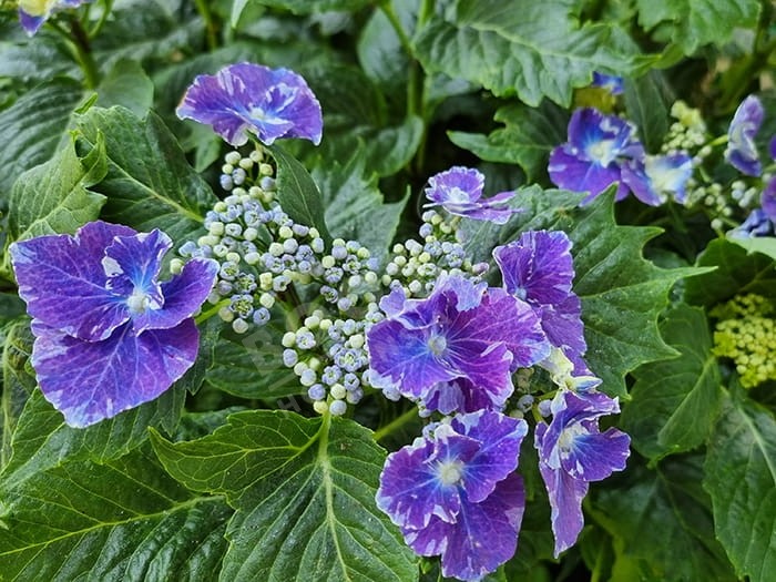 Hortensia SO LONG® 'Starlit Sky'