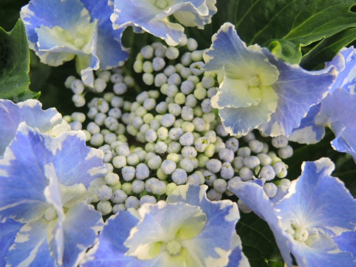 Hortensia SO LONG® 'Starlit Sky'