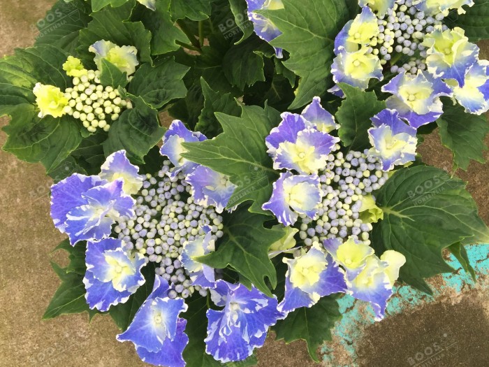 Hortensia SO LONG® 'Starlit Sky'