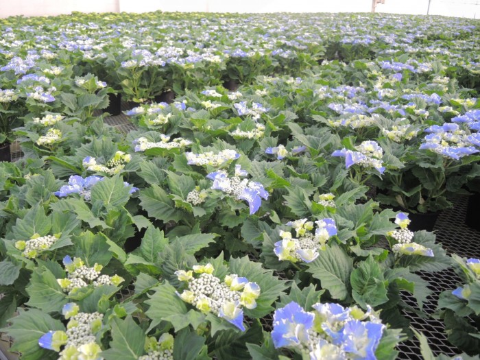 Hortensia SO LONG® 'Starlit Sky'