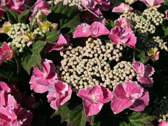 Hortensia SO LONG® 'Starlit Sky'