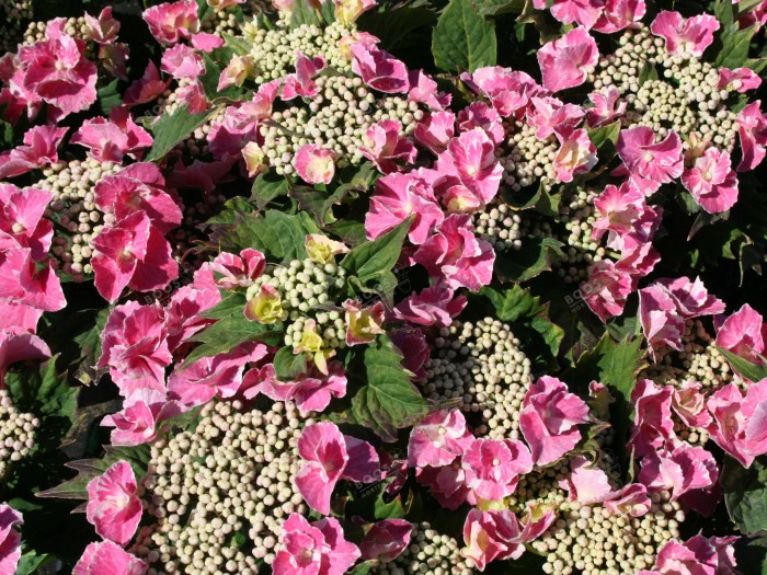 Hortensia SO LONG® 'Starlit Sky'