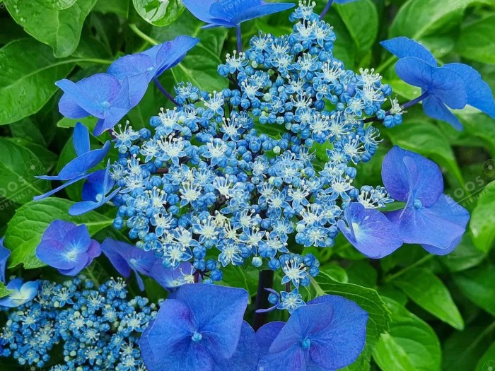 HORTENSIA Zorro ®cultivé en bleu