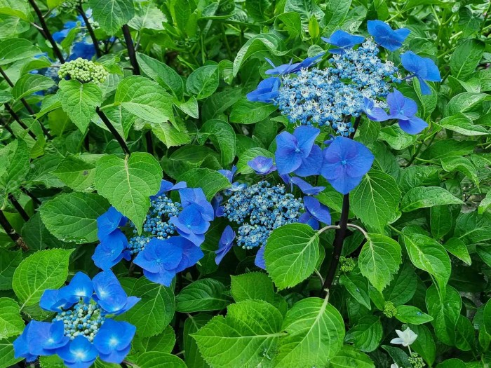 HORTENSIA Zorro ®cultivé en bleu