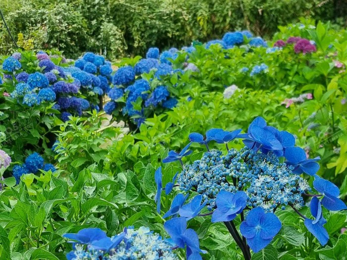 HORTENSIA Zorro ®cultivé en bleu