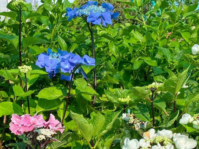 HORTENSIA Zorro ®cultivé en bleu