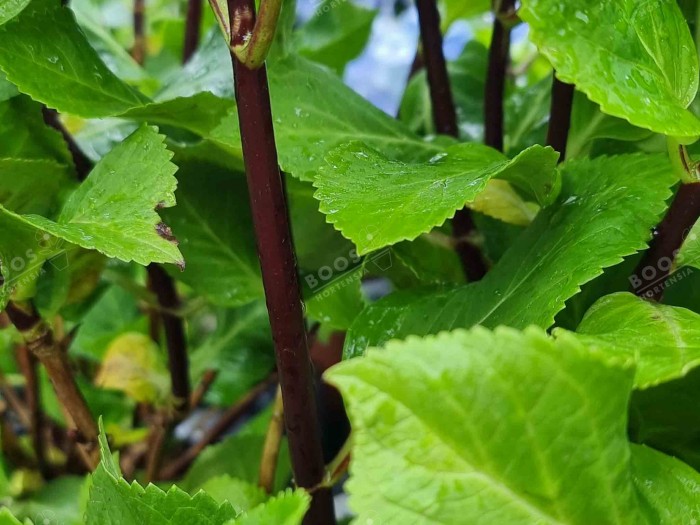 HORTENSIA Zorro ®cultivé en bleu