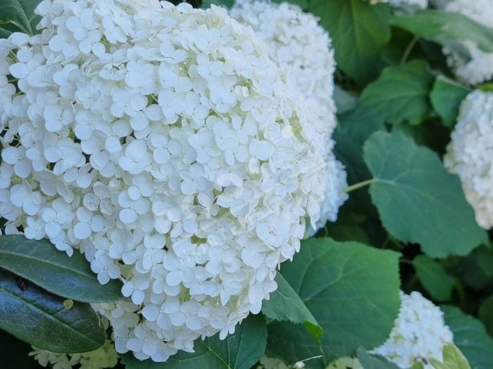 HYDRANGEA arborescens 'Annabelle'