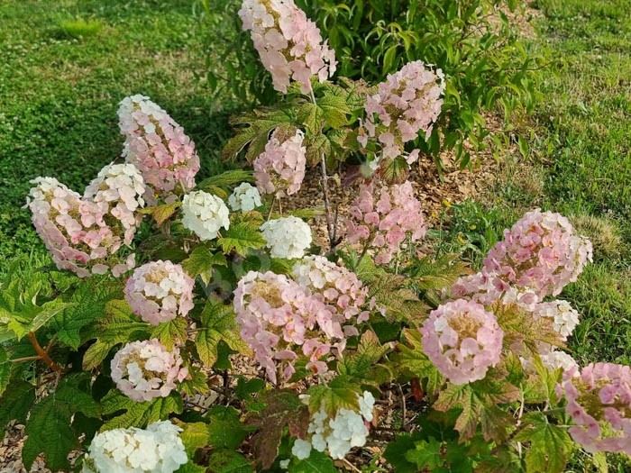 HYDRANGEA quercifolia 'Applause'