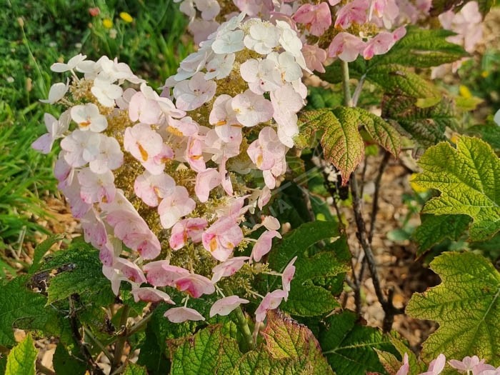 HYDRANGEA quercifolia 'Applause'