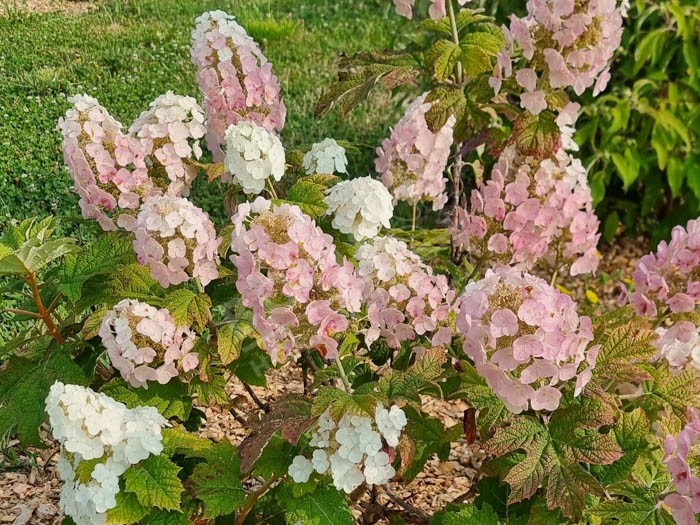 HYDRANGEA quercifolia 'Applause'