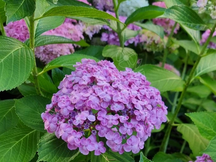 HORTENSIA 'Ayesha'