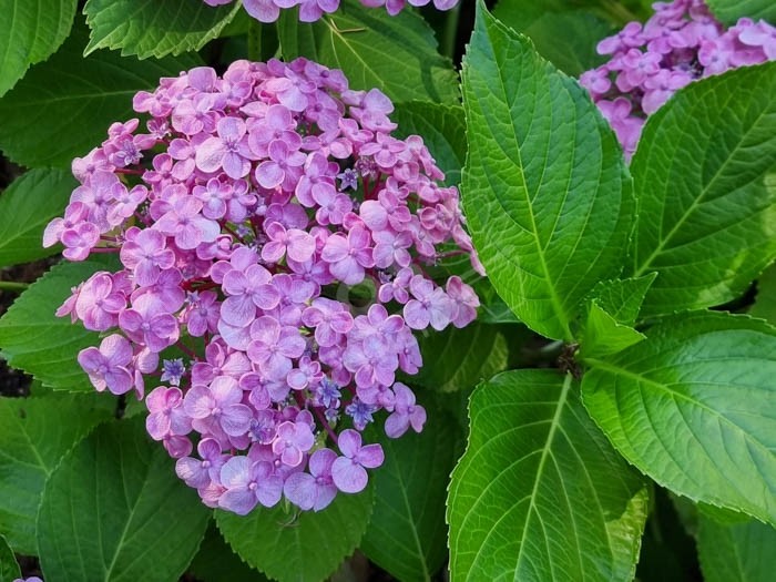 HORTENSIA 'Ayesha'