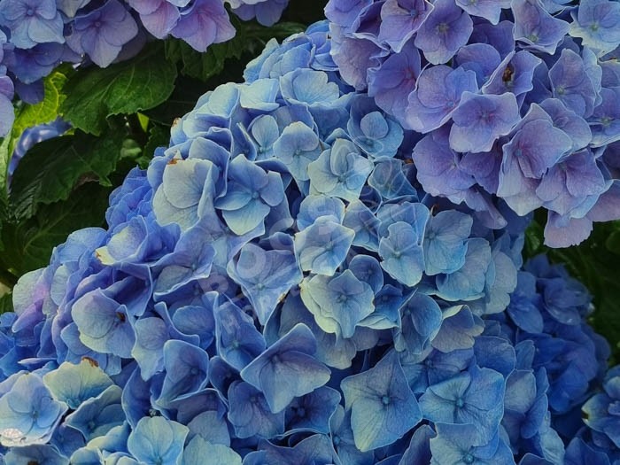 HORTENSIA 'Bodensee'