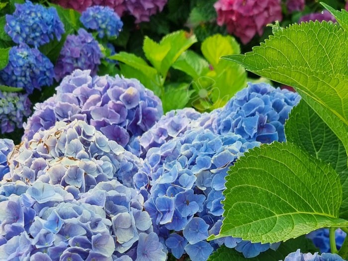 HORTENSIA 'Bodensee'