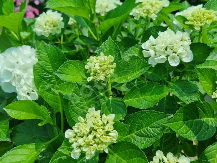 HORTENSIA Bright White ®