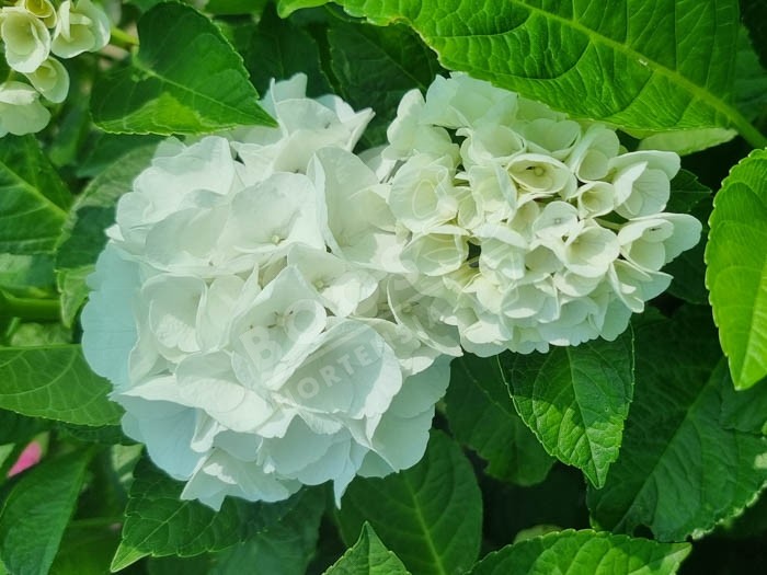 HORTENSIA Bright White ®