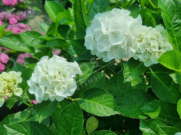 HORTENSIA Bright White ®