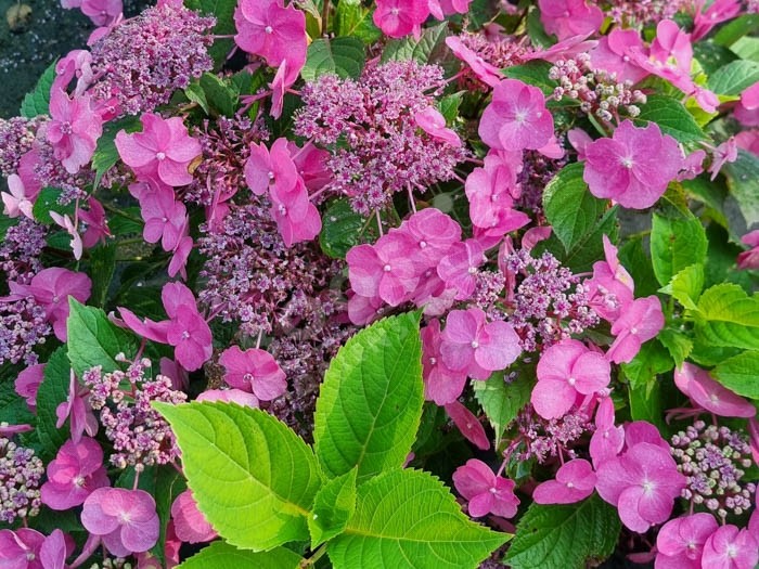 HYDRANGEA serrata Cotton Candy ®