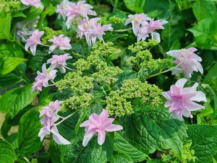 HORTENSIA Hovaria® 'Elleair Anniversary'