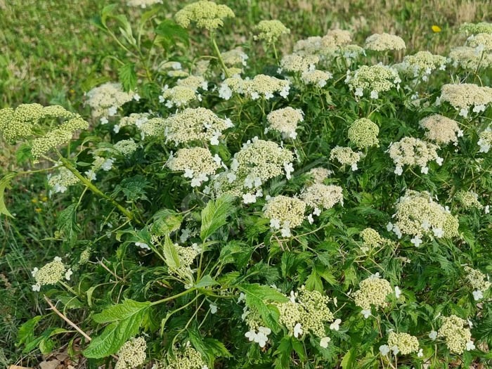 HYDRANGEA arborescens 'Emerald Lace'