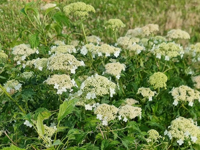 HYDRANGEA arborescens 'Emerald Lace'