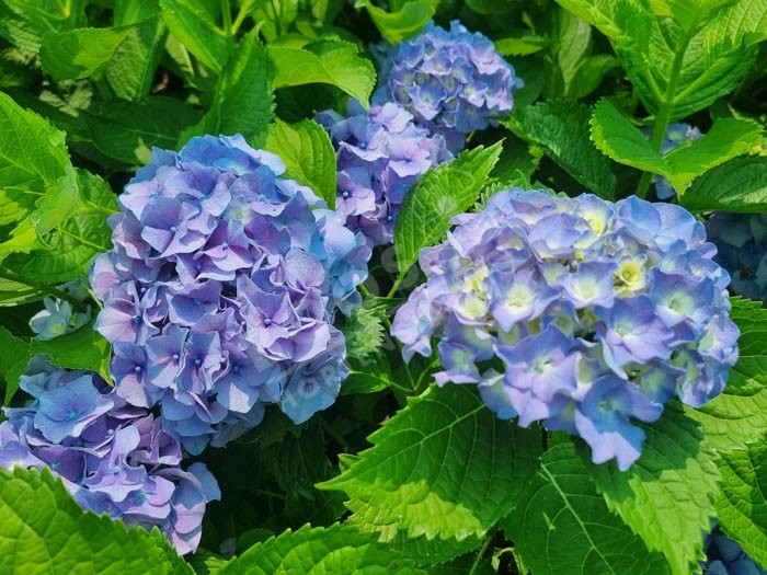 HORTENSIA 'Europa' bleu