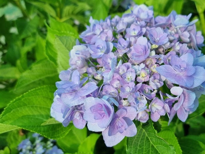 HORTENSIA You&Me® 'Forever'