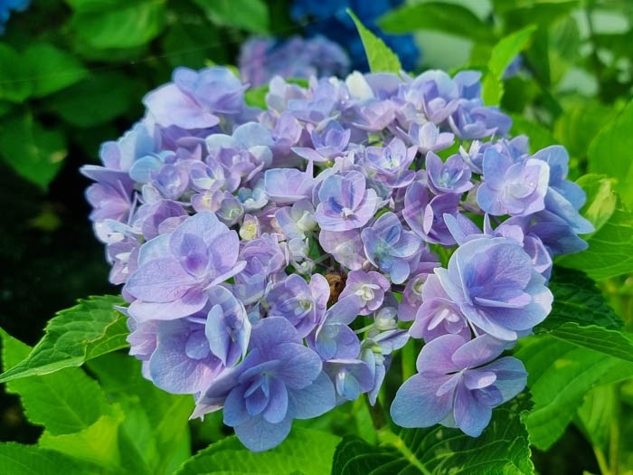 HORTENSIA You&Me® 'Forever'