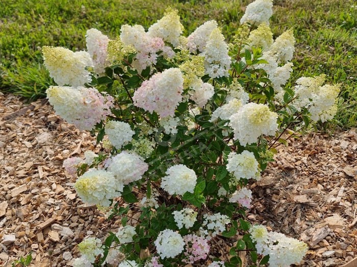 HYDRANGEA paniculata Fraise Melba®